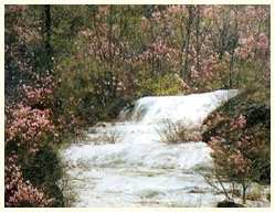 白草畔冰川杜鹃